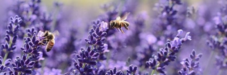 sonoma lavender field