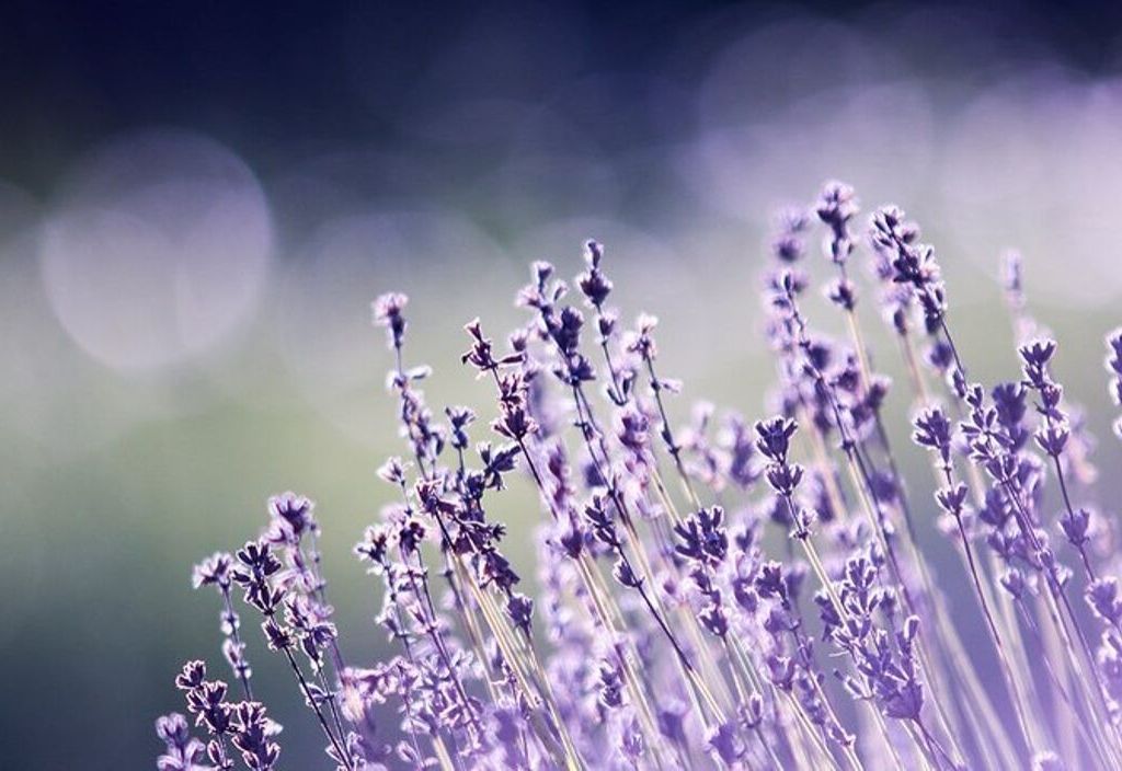 sonoma-lavender-mothers-day-flowers