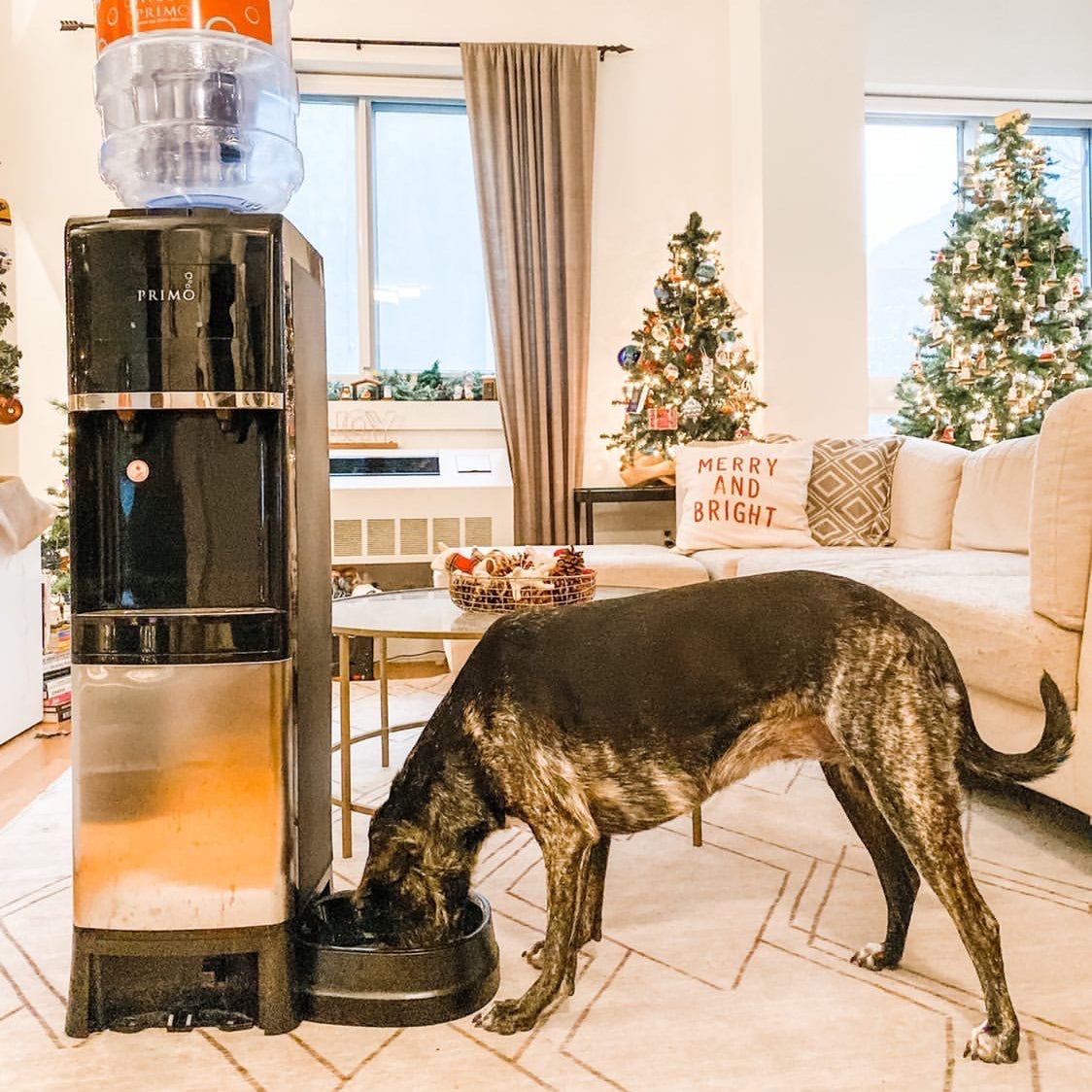 primo water dispenser with pet station