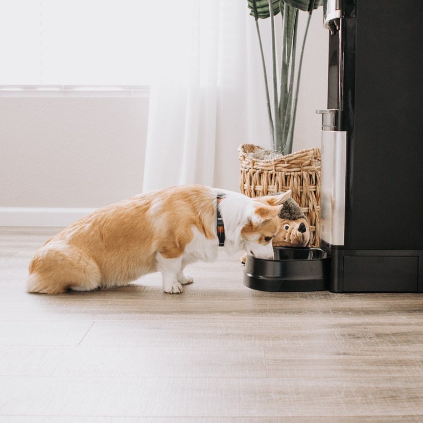 primo water dispenser with pet station