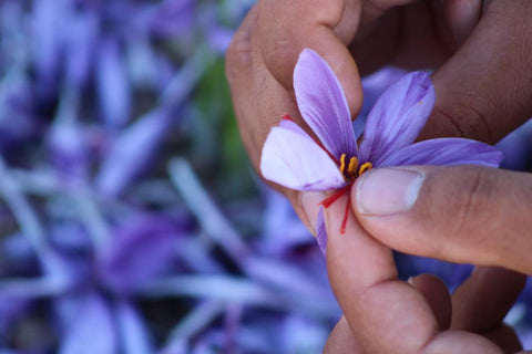 inspecting saffron