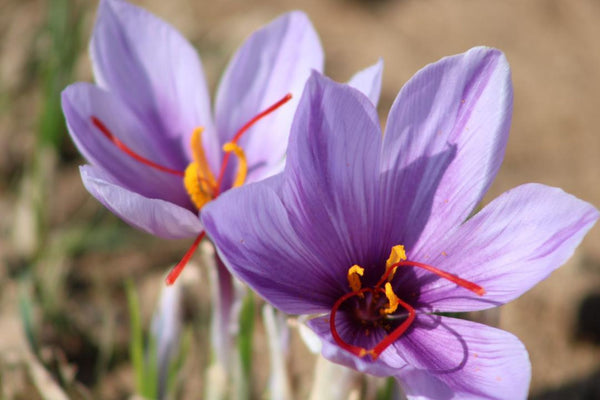 saffron against sunlight