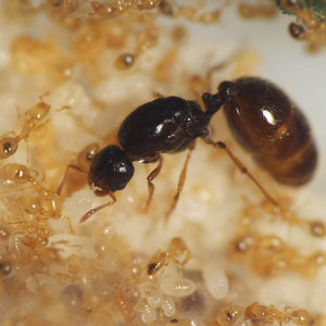 the myth of the ant queen book