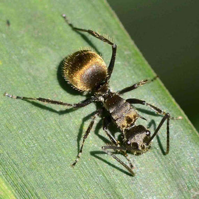 polyrhachis ants