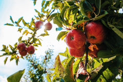 Apples on a tree in sunlight