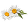 chamomile benefits for pet animals