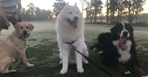 Shiro, our Samoyed, with his friends