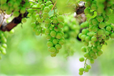 White Wine Grapes - Wine Is Life Store