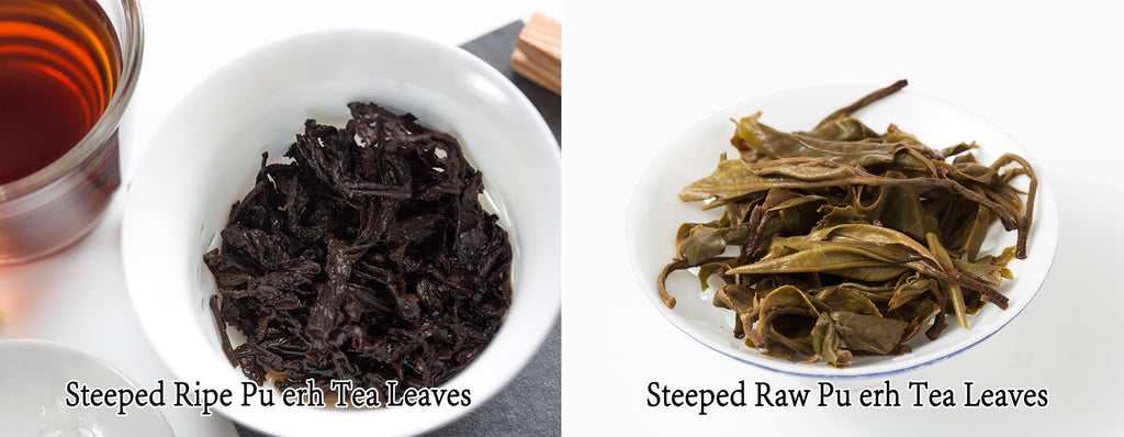 Steeped ripe pu erh tea leaves vs steeped raw pu erh tea leaves