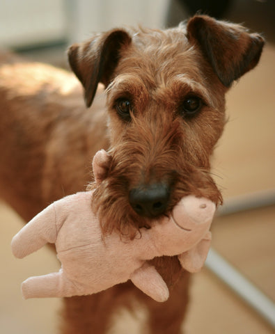 dog hold stuffed pig plush toy in the mouth
