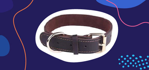 a leather dog collar