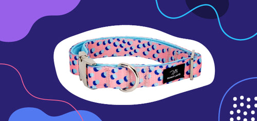 a padded dog collar with polyester and neoprene.