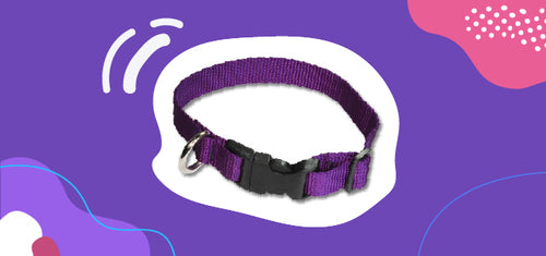 a flat dog collar, which can be made of nylon or polyester.