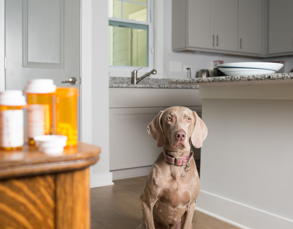 what are the side effects of meloxicam for dogs