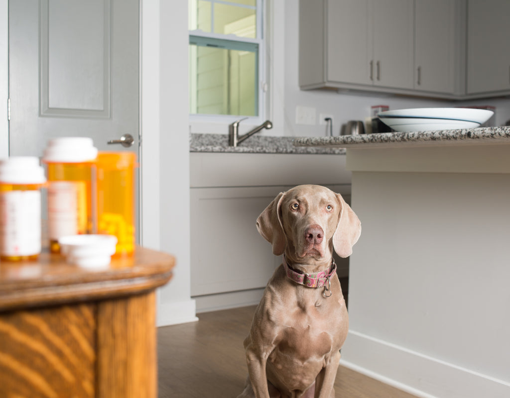 meloxicam-for-dogs-side-effects-to-look-for-petly-cbd