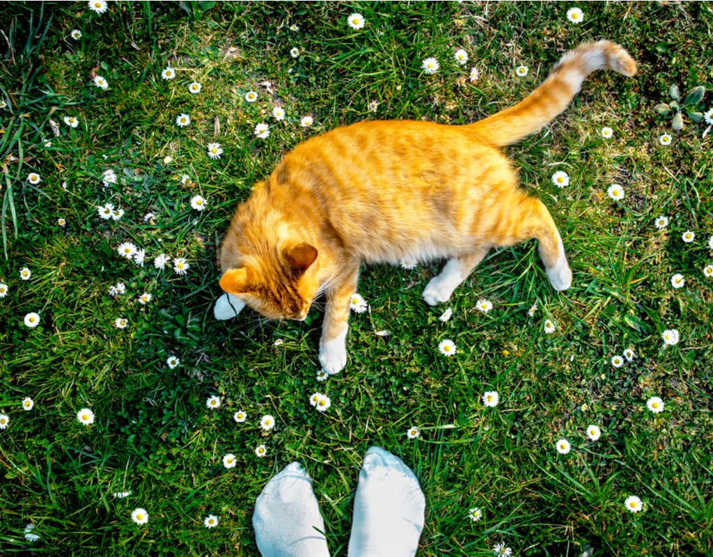 what-to-do-when-your-cat-has-allergies-petly-cbd