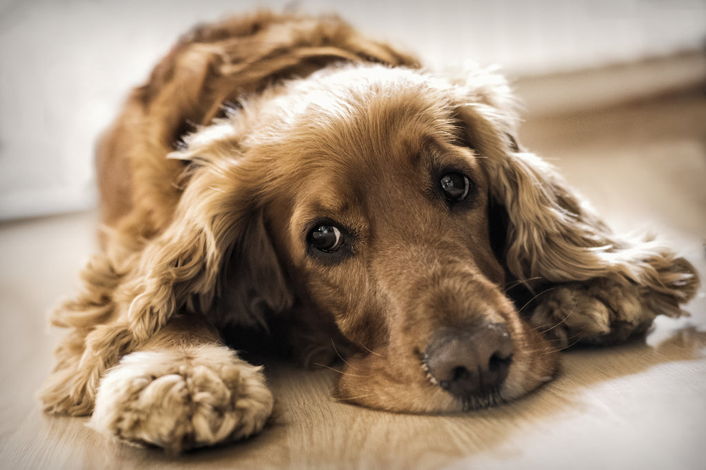 Potassium Bromide for Dogs: What You Need to Know – PETLY CBD