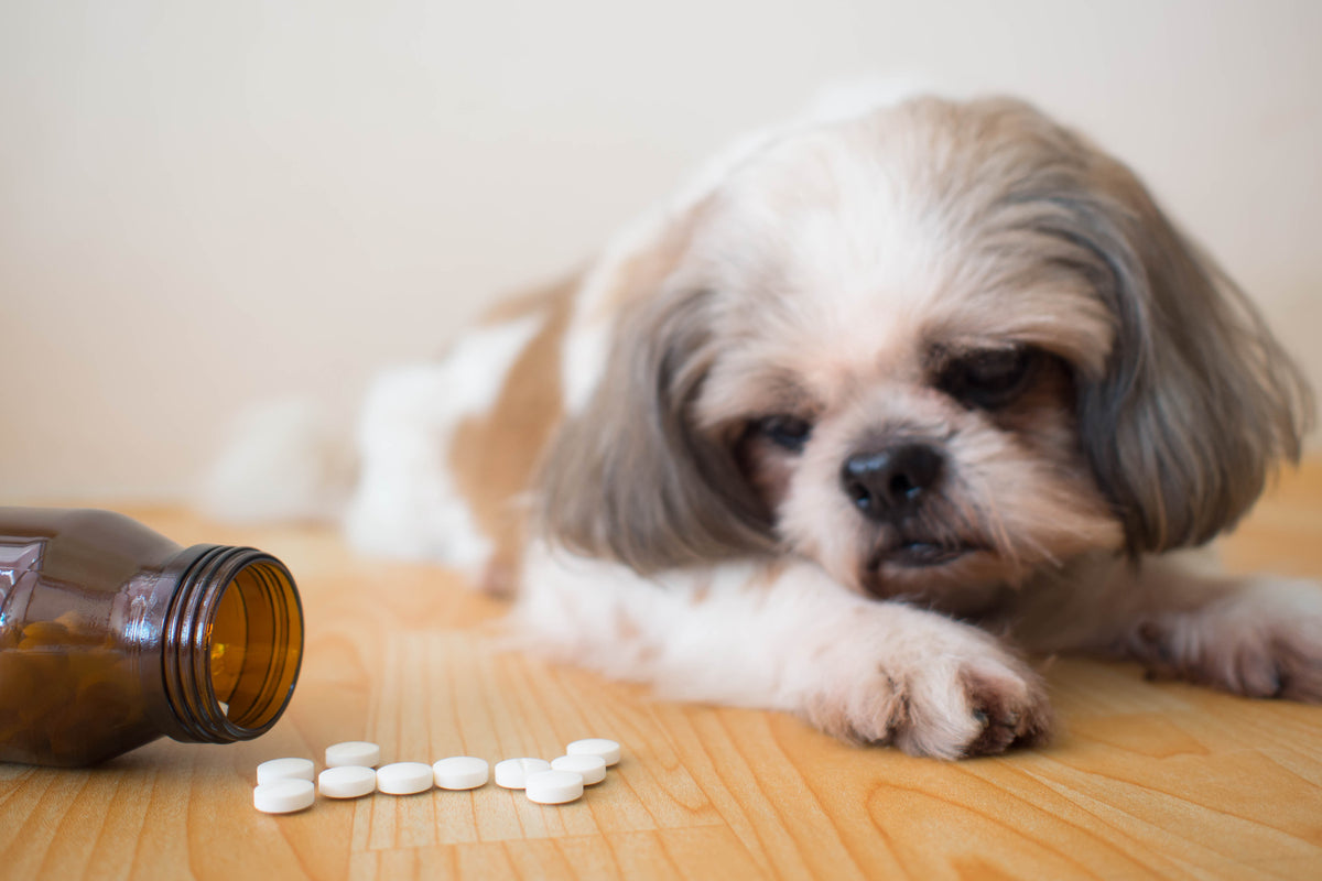 is trazodone for humans the same as for dogs