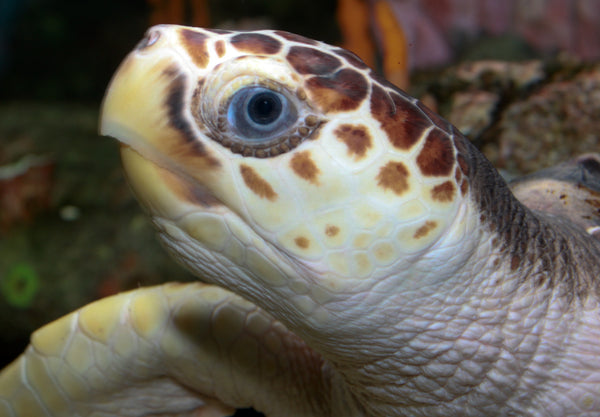 what eats sardines? seaturtles