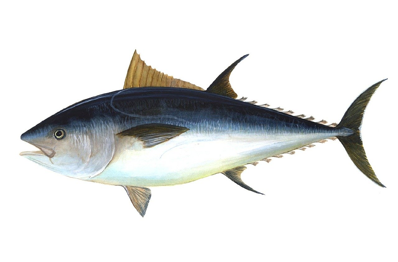 bigeye tuna, mercury content