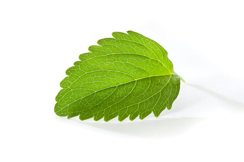 Stevia leaf on a white background
