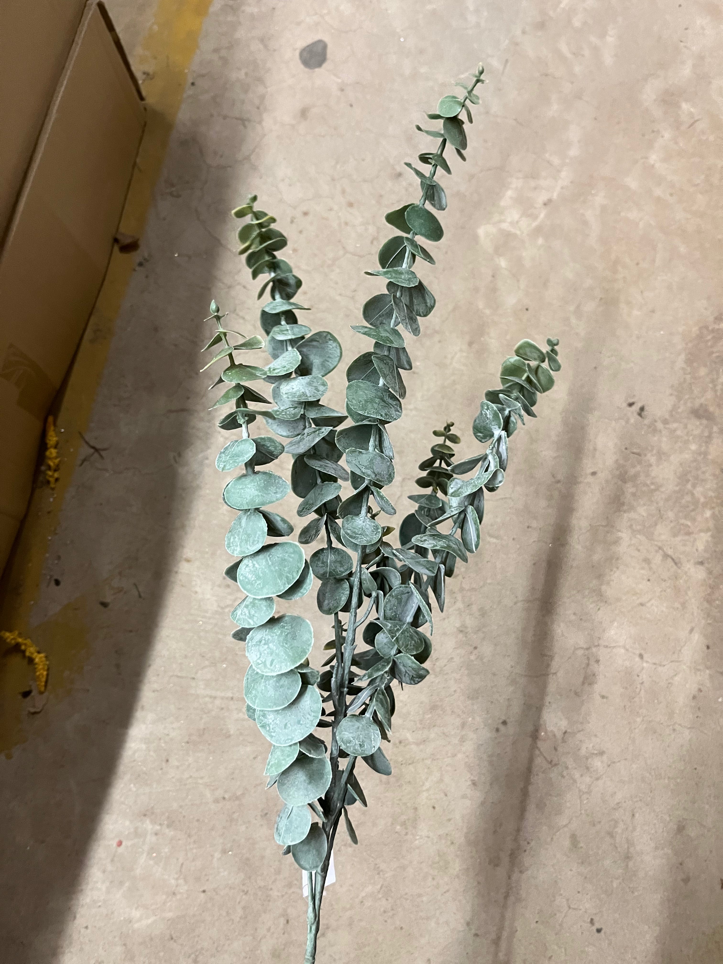 Large Eucalyptus Stem