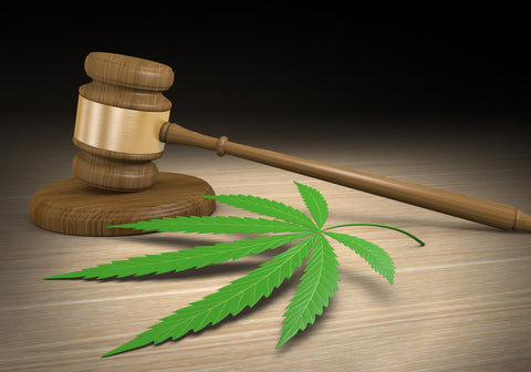 Cannabis legalization leaf with a judges gavel