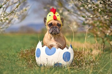funny picture of dog in eggshell 