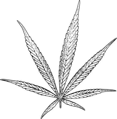 black and white illustration of a cannabis leaf