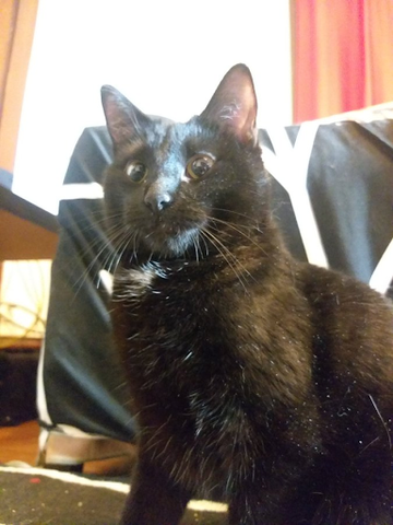 black cat with large eyes