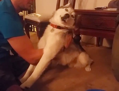 husky leaning back with a funny expression on it's face