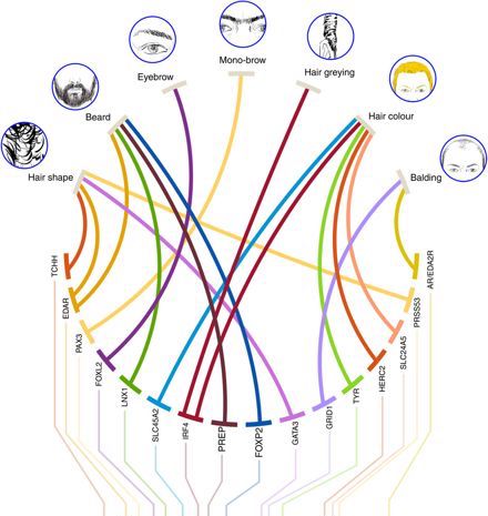 beard chart