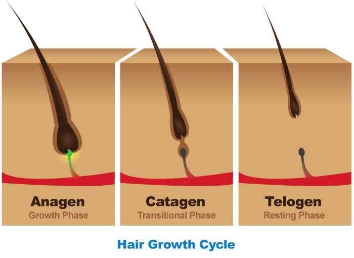 hair growth cycle chart