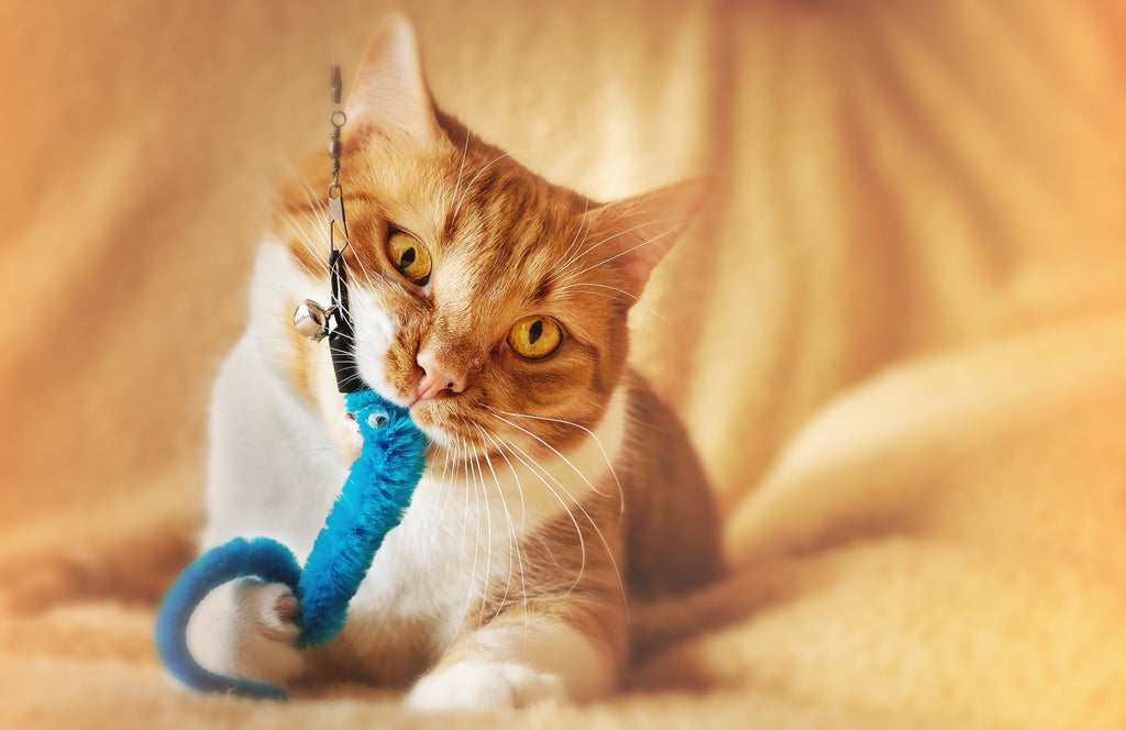 Cat playing with the toy