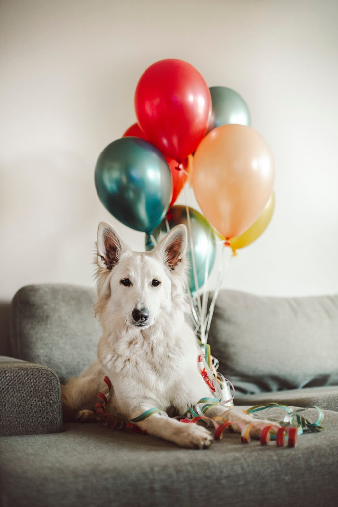 dog balloon wallpapers 2