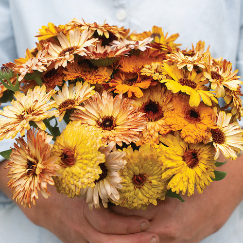 Silver Falls Seed Company - Calendula - Touch of Red