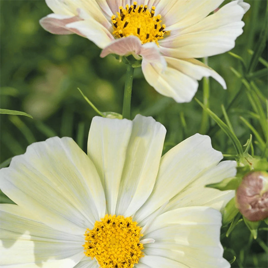 COSMOS KIIRO :: 50 seeds | JARDIN de FLEUR | Flower Seeds