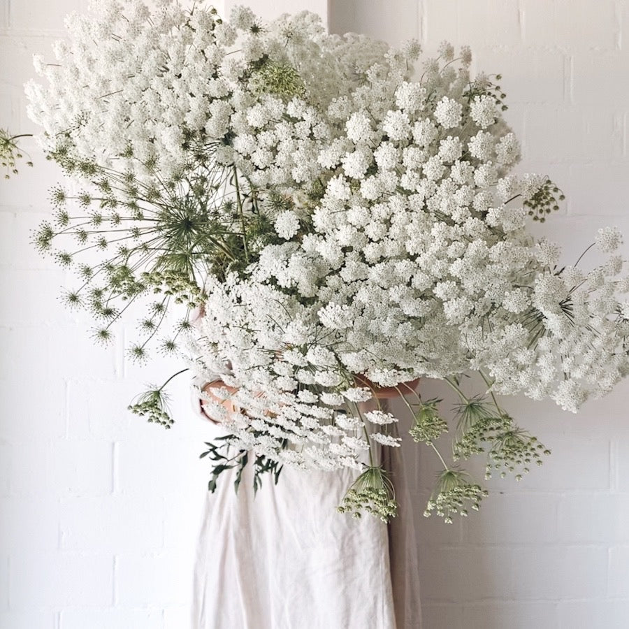 Ammi Majus, Queen Anne's Lace Flowers and Seeds - Burpee