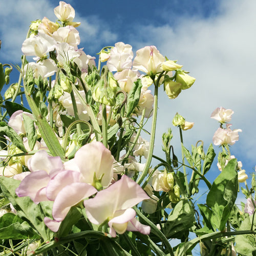 Sweet Pea April In Paris 15 Seeds Jardin De Fleur Flower Seeds