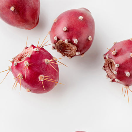 prickly pear seed on a white background