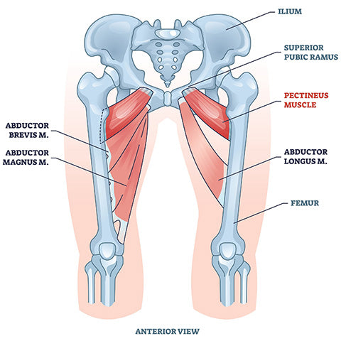 Pectineus Diagram