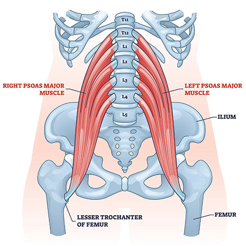 Psoas Major Diagram