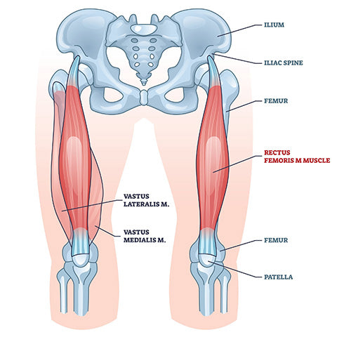 Rectus Femoris Diagram