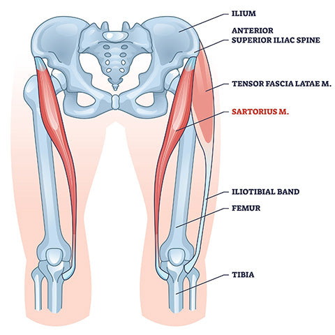 Sartorius Diagram