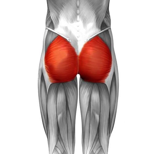 illustration of glutes