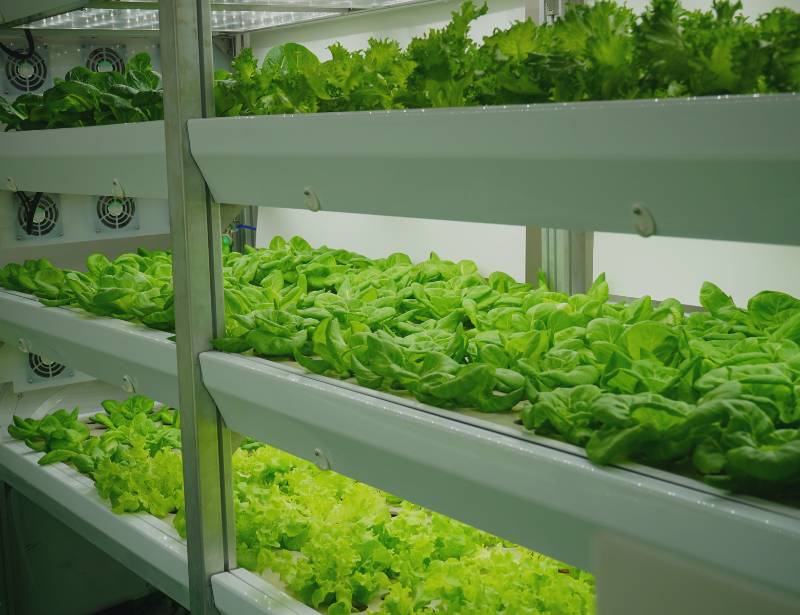 Green Vegtables in Hydroponic Farm