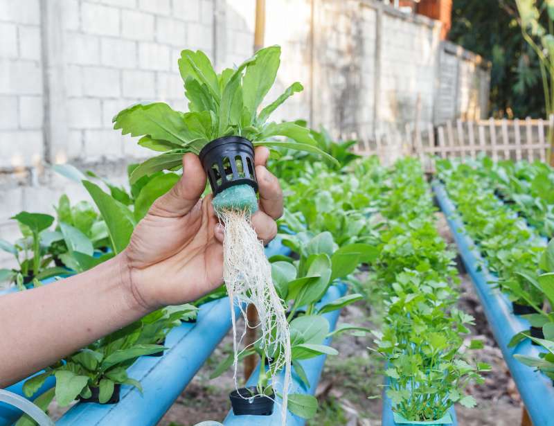 Lettuce harvested from hydroponics farm