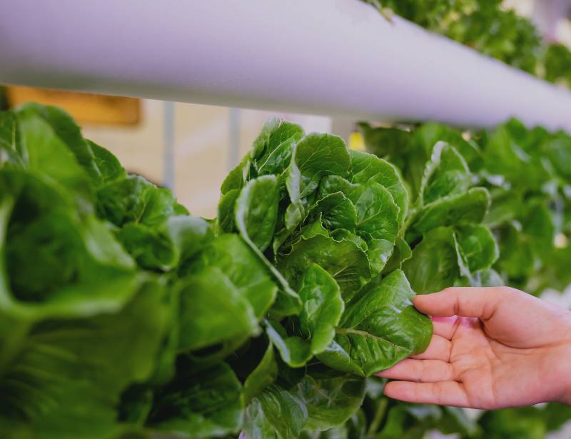 Hand Inspecting Lettuces