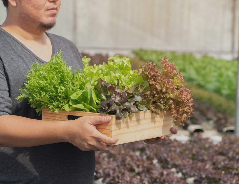 Harvesting from Hydroponics Farm