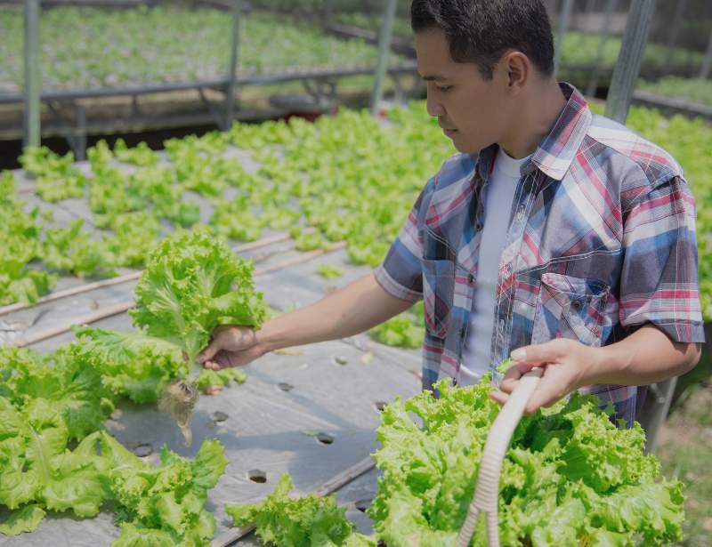 Harvesting Hydroponics Crops